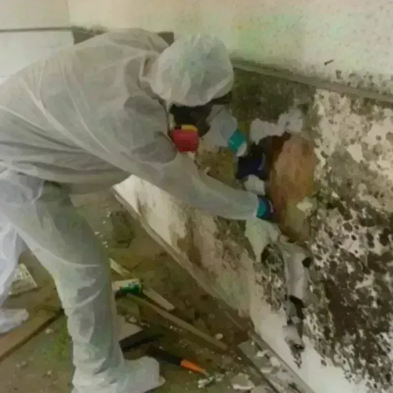 Mold Remediation and Removal in Redgranite, WI